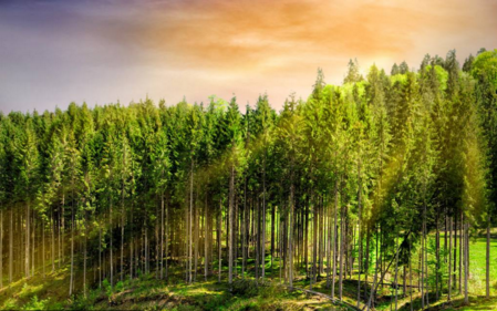 “林業資源培育及高效利用技術創新”重點專項2018年度項目咨詢指南